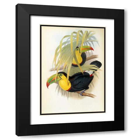 Short Billed Toucan Black Modern Wood Framed Art Print with Double Matting by Glover, John
