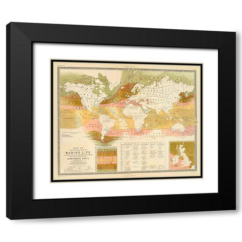 Marine life, 1854 Black Modern Wood Framed Art Print with Double Matting by Forbes, Edward