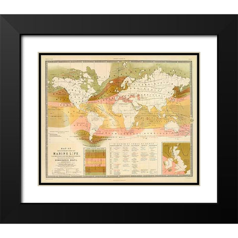 Marine life, 1854 Black Modern Wood Framed Art Print with Double Matting by Forbes, Edward