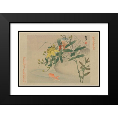 Kingfisher and Goldfish in Pond Black Modern Wood Framed Art Print with Double Matting by Unknown