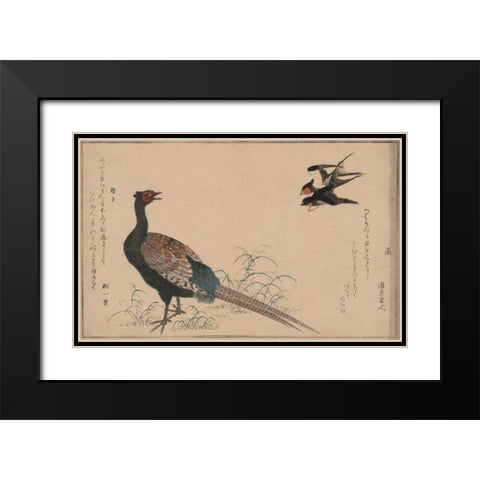 Pheasant Black Modern Wood Framed Art Print with Double Matting by Unknown