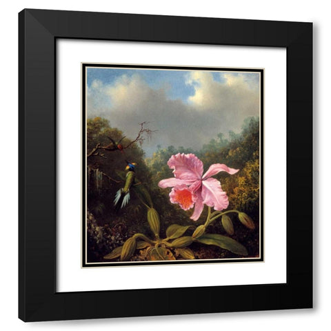 Fighting Hummingbirds With Pink Orchid Black Modern Wood Framed Art Print with Double Matting by Heade, Martin Johnson
