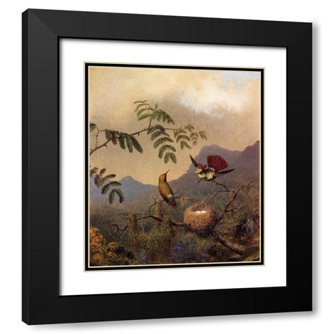 Frilled Coquette Black Modern Wood Framed Art Print with Double Matting by Heade, Martin Johnson