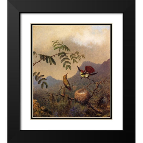 Frilled Coquette Black Modern Wood Framed Art Print with Double Matting by Heade, Martin Johnson