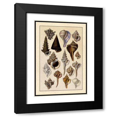 Shells: Trachelipoda #4 Black Modern Wood Framed Art Print with Double Matting by Sowerby, G.B.
