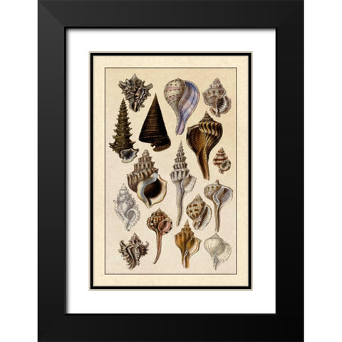 Shells: Trachelipoda #4 Black Modern Wood Framed Art Print with Double Matting by Sowerby, G.B.