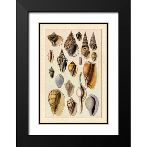 Shells: Trachelipoda #6 Black Modern Wood Framed Art Print with Double Matting by Sowerby, G.B.