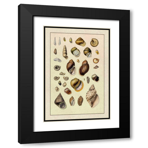 Shells: Sessile Cirripedes #2 Black Modern Wood Framed Art Print with Double Matting by Sowerby, G.B.