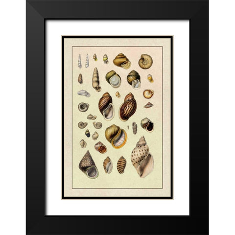 Shells: Sessile Cirripedes #2 Black Modern Wood Framed Art Print with Double Matting by Sowerby, G.B.