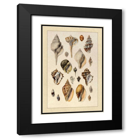 Shells: Sessile Cirripedes #3 Black Modern Wood Framed Art Print with Double Matting by Sowerby, G.B.