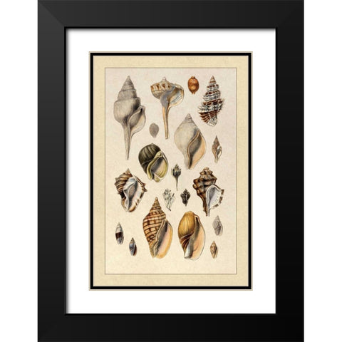 Shells: Sessile Cirripedes #3 Black Modern Wood Framed Art Print with Double Matting by Sowerby, G.B.