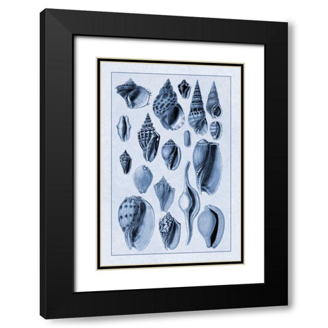 Shells: Trachelipoda #6 (Blue) Black Modern Wood Framed Art Print with Double Matting by Sowerby, G.B.