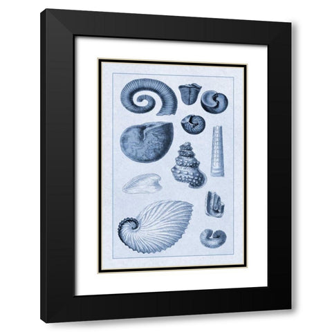 Shells: Ammonacea (Blue) Black Modern Wood Framed Art Print with Double Matting by Sowerby, G.B.