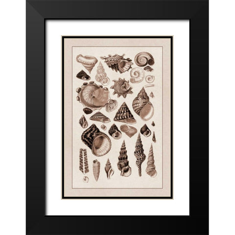 Shells: Trachelipoda #3 (Sepia) Black Modern Wood Framed Art Print with Double Matting by Sowerby, G.B.