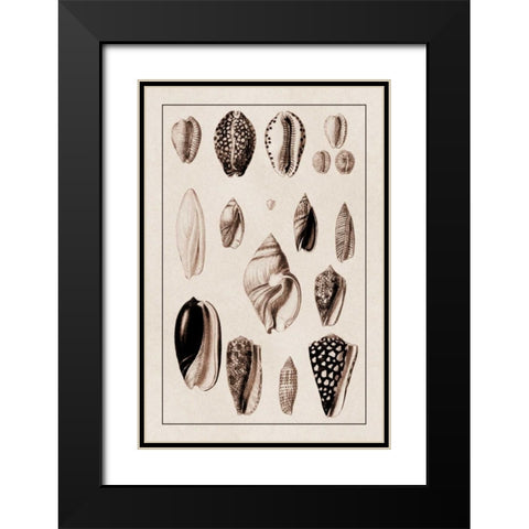 Shells: Convoltae and Orthocerata (Sepia) Black Modern Wood Framed Art Print with Double Matting by Sowerby, G.B.