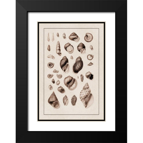 Shells: Sessile Cirripedes #2 (Sepia) Black Modern Wood Framed Art Print with Double Matting by Sowerby, G.B.