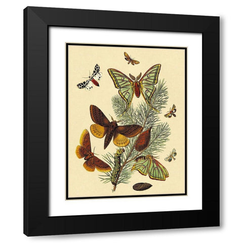 Moths: E. Pudica, E. Pantheria, S. Caecigena, L. Lineosa Black Modern Wood Framed Art Print with Double Matting by Kirby, W. F.