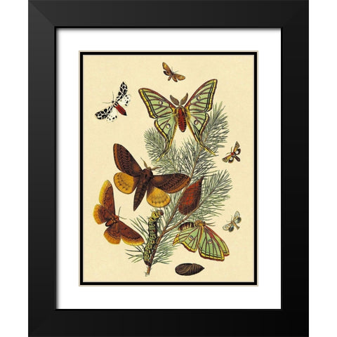 Moths: E. Pudica, E. Pantheria, S. Caecigena, L. Lineosa Black Modern Wood Framed Art Print with Double Matting by Kirby, W. F.