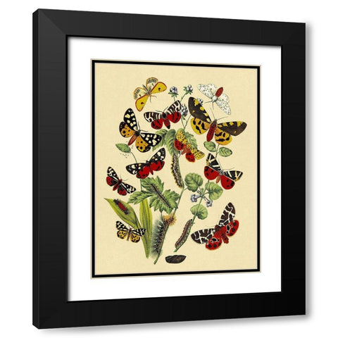 Moths: N. Plantaginis, A. Purpurea, et al. Black Modern Wood Framed Art Print with Double Matting by Kirby, W. F.