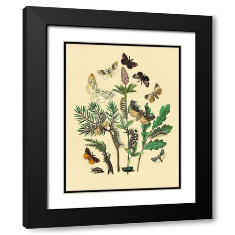 Moths: O. Gonostigma, D. Pudibunda, et al. Black Modern Wood Framed Art Print with Double Matting by Kirby, W. F.