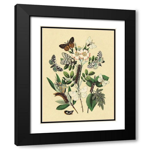 Moths: L. Salicis, O. Dispar, et al. Black Modern Wood Framed Art Print with Double Matting by Kirby, W. F.
