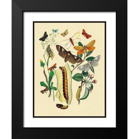 Moths: C. Ligniperda, Z. Aesculi, et al. Black Modern Wood Framed Art Print with Double Matting by Kirby, W. F.