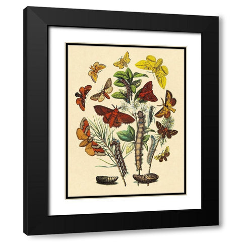 Moths: G. Quercifolia, L. Potatoria, et al. Black Modern Wood Framed Art Print with Double Matting by Kirby, W. F.