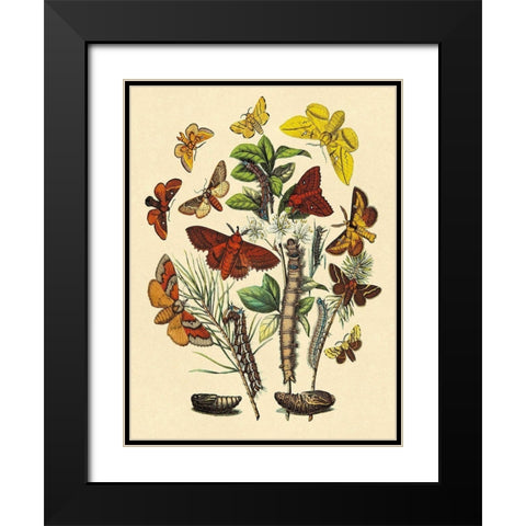 Moths: G. Quercifolia, L. Potatoria, et al. Black Modern Wood Framed Art Print with Double Matting by Kirby, W. F.