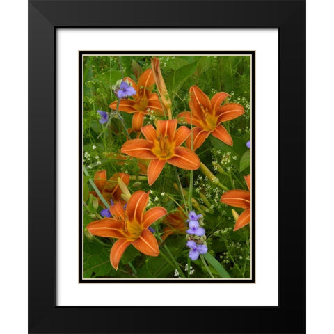 Orange Daylily with Virginia Spiderwort North America Black Modern Wood Framed Art Print with Double Matting by Fitzharris, Tim