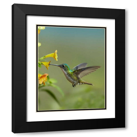 Andean Emerald hummingbird feeding on a yellow flower, Ecuador Black Modern Wood Framed Art Print with Double Matting by Fitzharris, Tim