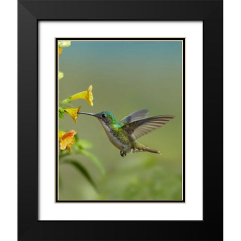 Andean Emerald hummingbird feeding on a yellow flower, Ecuador Black Modern Wood Framed Art Print with Double Matting by Fitzharris, Tim