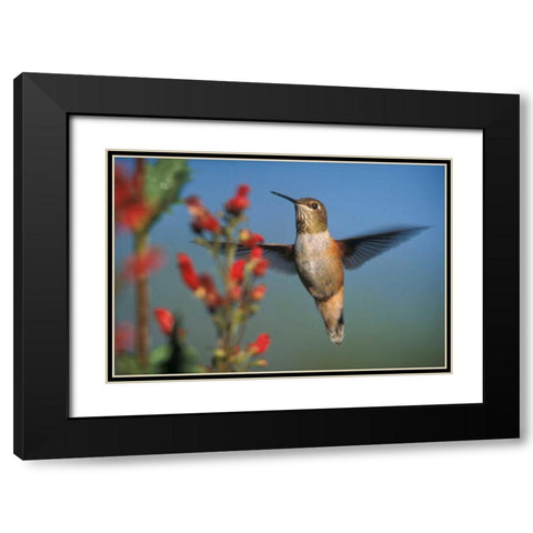 Rufous Hummingbird feeding on the nectar of a Desert Figwort New Mexico Black Modern Wood Framed Art Print with Double Matting by Fitzharris, Tim