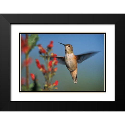 Rufous Hummingbird feeding on the nectar of a Desert Figwort New Mexico Black Modern Wood Framed Art Print with Double Matting by Fitzharris, Tim