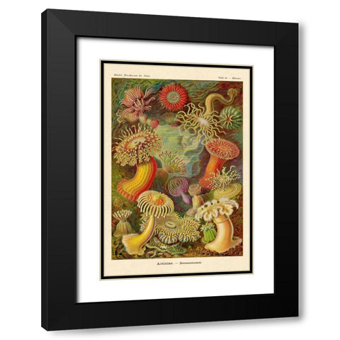 Haeckel Nature Illustrations: Actiniae Black Modern Wood Framed Art Print with Double Matting by Haeckel, Ernst