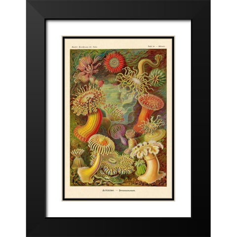 Haeckel Nature Illustrations: Actiniae Black Modern Wood Framed Art Print with Double Matting by Haeckel, Ernst
