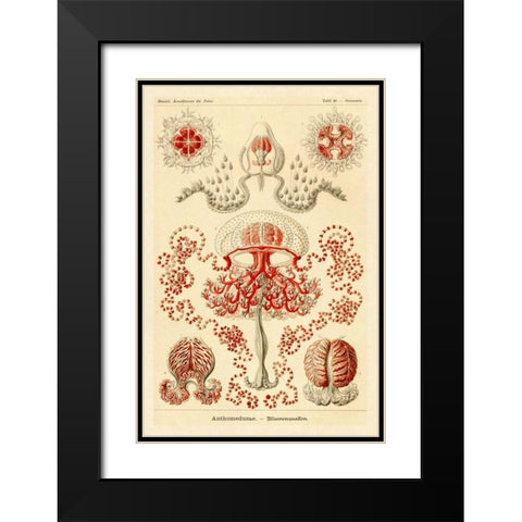 Haeckel Nature Illustrations: Anthomedusae Black Modern Wood Framed Art Print with Double Matting by Haeckel, Ernst