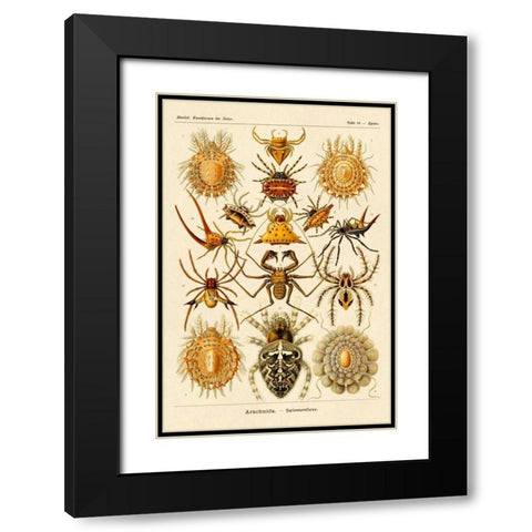 Haeckel Nature Illustrations: Spiders Black Modern Wood Framed Art Print with Double Matting by Haeckel, Ernst