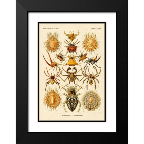 Haeckel Nature Illustrations: Spiders Black Modern Wood Framed Art Print with Double Matting by Haeckel, Ernst