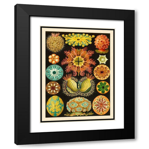 Haeckel Nature Illustrations: Ascidiae Black Modern Wood Framed Art Print with Double Matting by Haeckel, Ernst