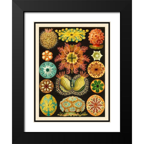 Haeckel Nature Illustrations: Ascidiae Black Modern Wood Framed Art Print with Double Matting by Haeckel, Ernst