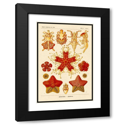 Haeckel Nature Illustrations: Starfish Black Modern Wood Framed Art Print with Double Matting by Haeckel, Ernst
