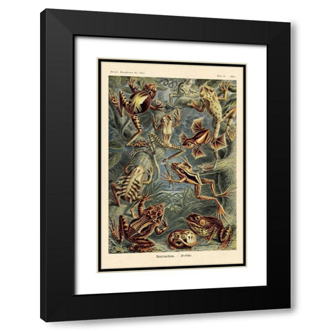Haeckel Nature Illustrations: Frogs Black Modern Wood Framed Art Print with Double Matting by Haeckel, Ernst