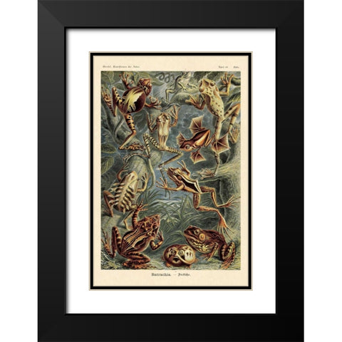 Haeckel Nature Illustrations: Frogs Black Modern Wood Framed Art Print with Double Matting by Haeckel, Ernst