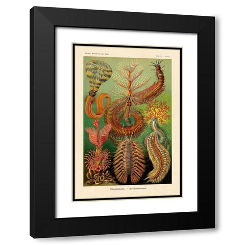 Haeckel Nature Illustrations: Worms Black Modern Wood Framed Art Print with Double Matting by Haeckel, Ernst