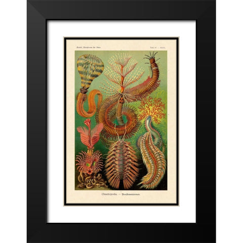 Haeckel Nature Illustrations: Worms Black Modern Wood Framed Art Print with Double Matting by Haeckel, Ernst