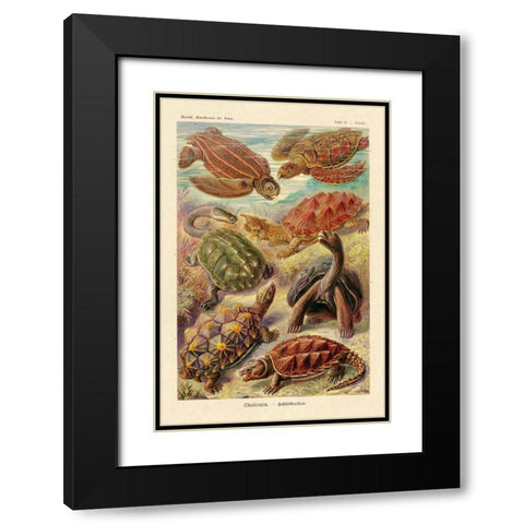 Haeckel Nature Illustrations: Turtles Black Modern Wood Framed Art Print with Double Matting by Haeckel, Ernst