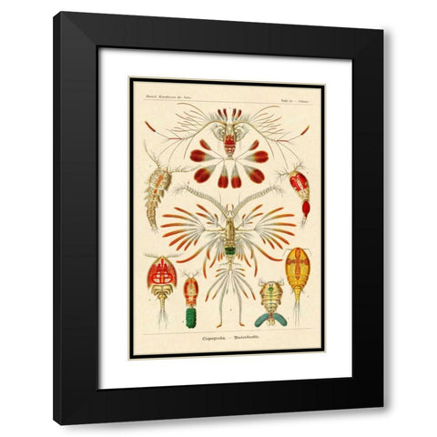 Haeckel Nature Illustrations: Crustaceans Black Modern Wood Framed Art Print with Double Matting by Haeckel, Ernst