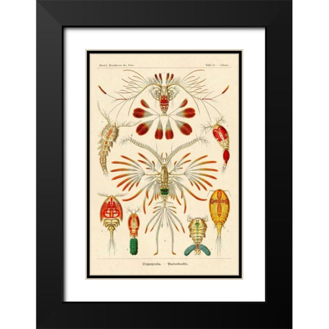 Haeckel Nature Illustrations: Crustaceans Black Modern Wood Framed Art Print with Double Matting by Haeckel, Ernst