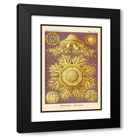 Haeckel Nature Illustrations: Jelly Fish Black Modern Wood Framed Art Print with Double Matting by Haeckel, Ernst