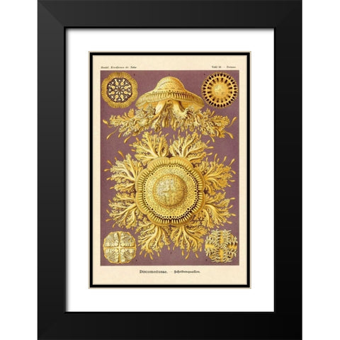 Haeckel Nature Illustrations: Jelly Fish Black Modern Wood Framed Art Print with Double Matting by Haeckel, Ernst